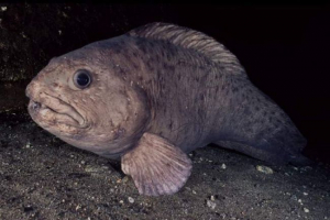 Niebieski tubat - mieszkaniec północnych morza i oceanów Niebieski tubat - mieszkaniec północnych morza i oceanów